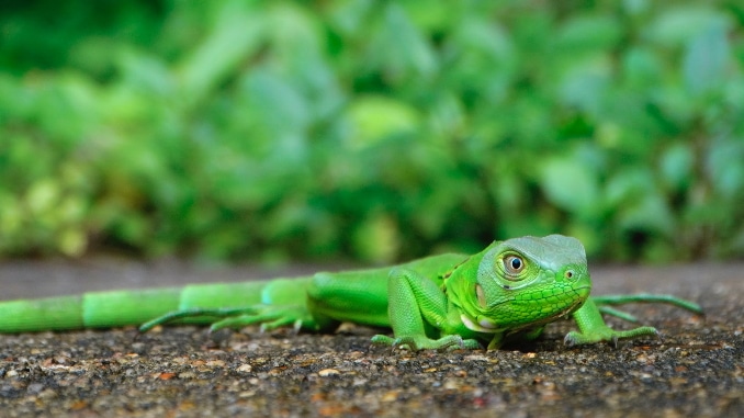 O potencial da biodiversidade